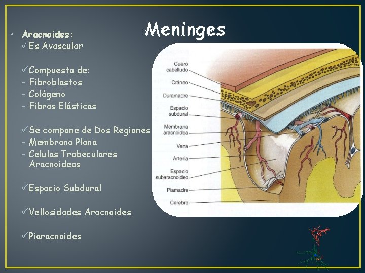  • Aracnoides: üEs Avascular Meninges üCompuesta de: - Fibroblastos - Colágeno - Fibras