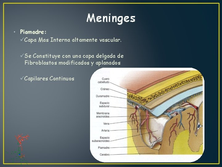 Meninges • Piamadre: üCapa Mas Interna altamente vascular. üSe Constituye con una capa delgada