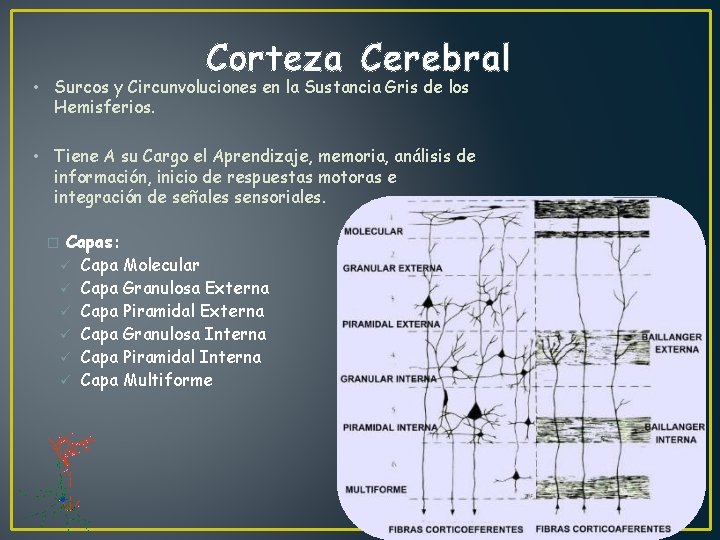 Corteza Cerebral • Surcos y Circunvoluciones en la Sustancia Gris de los Hemisferios. •