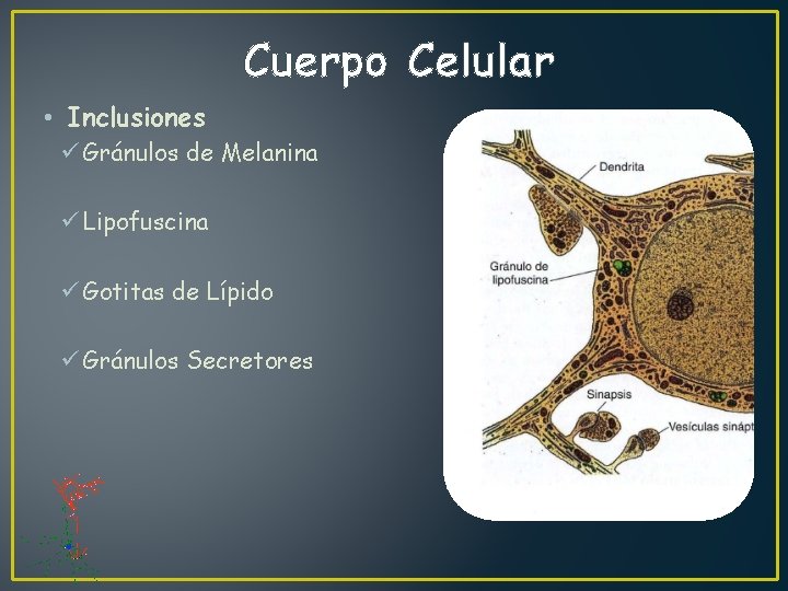 Cuerpo Celular • Inclusiones ü Gránulos de Melanina ü Lipofuscina ü Gotitas de Lípido