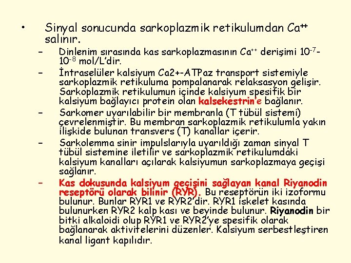  • – – – Sinyal sonucunda sarkoplazmik retikulumdan Ca++ salınır. Dinlenim sırasında kas