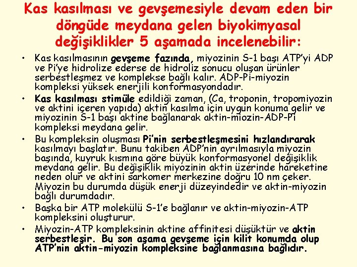Kas kasılması ve gevşemesiyle devam eden bir döngüde meydana gelen biyokimyasal değişiklikler 5 aşamada