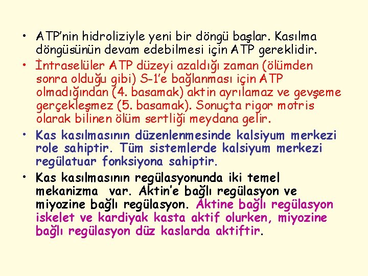  • ATP’nin hidroliziyle yeni bir döngü başlar. Kasılma döngüsünün devam edebilmesi için ATP