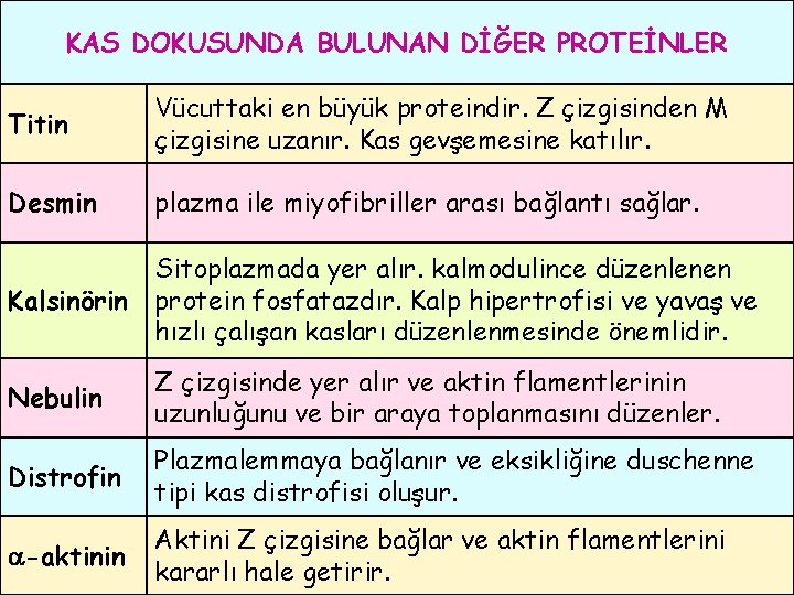 KAS DOKUSUNDA BULUNAN DİĞER PROTEİNLER Titin Vücuttaki en büyük proteindir. Z çizgisinden M çizgisine