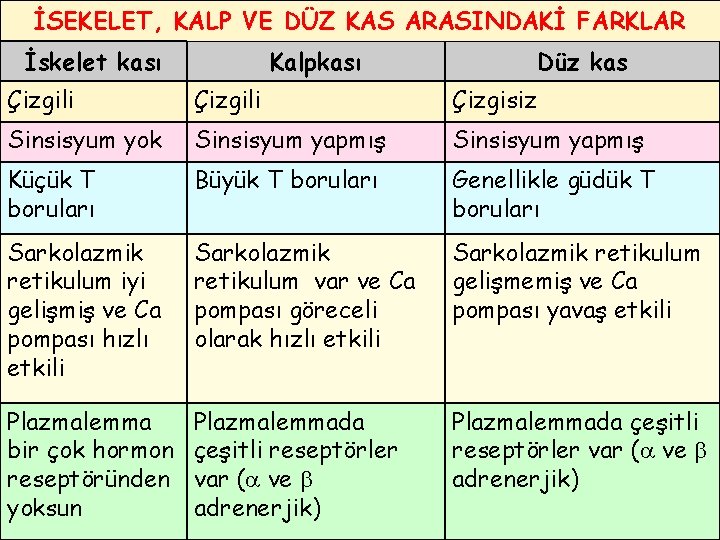 İSEKELET, KALP VE DÜZ KAS ARASINDAKİ FARKLAR İskelet kası Kalpkası Düz kas Çizgili Çizgisiz