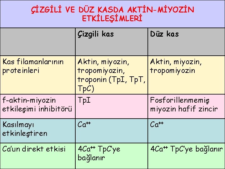 ÇİZGİLİ VE DÜZ KASDA AKTİN-MİYOZİN ETKİLEŞİMLERİ Çizgili kas Düz kas Kas filamanlarının proteinleri Aktin,