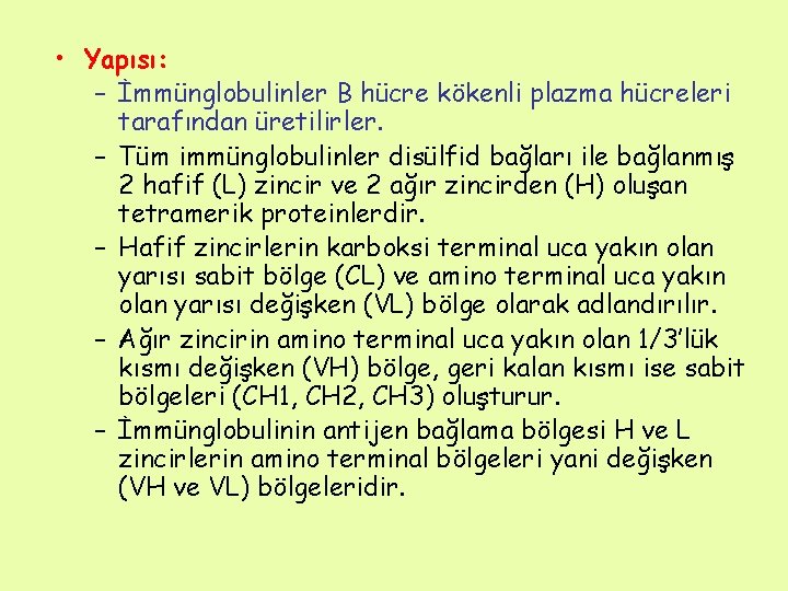  • Yapısı: – İmmünglobulinler B hücre kökenli plazma hücreleri tarafından üretilirler. – Tüm