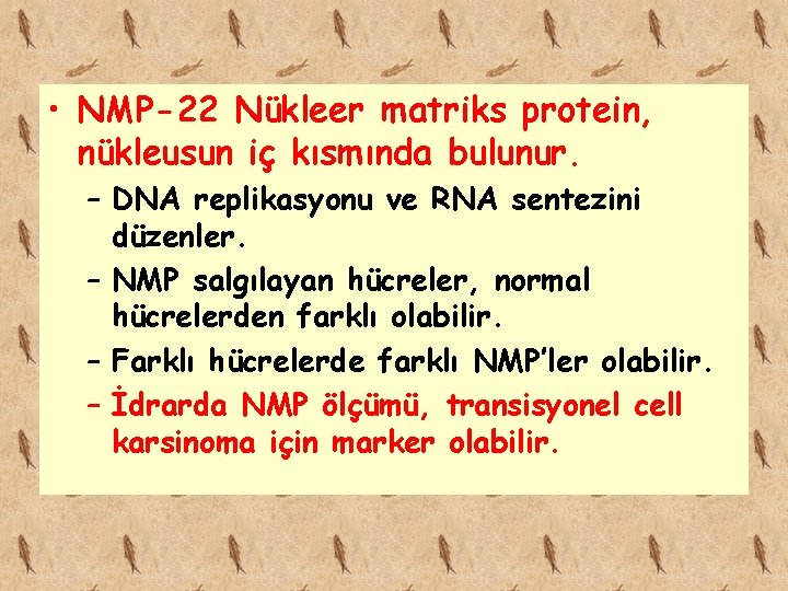  • NMP-22 Nükleer matriks protein, nükleusun iç kısmında bulunur. – DNA replikasyonu ve