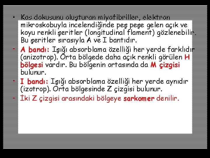  • Kas dokusunu oluşturan miyofibriller, elektron mikroskobuyla incelendiğinde peşe gelen açık ve koyu