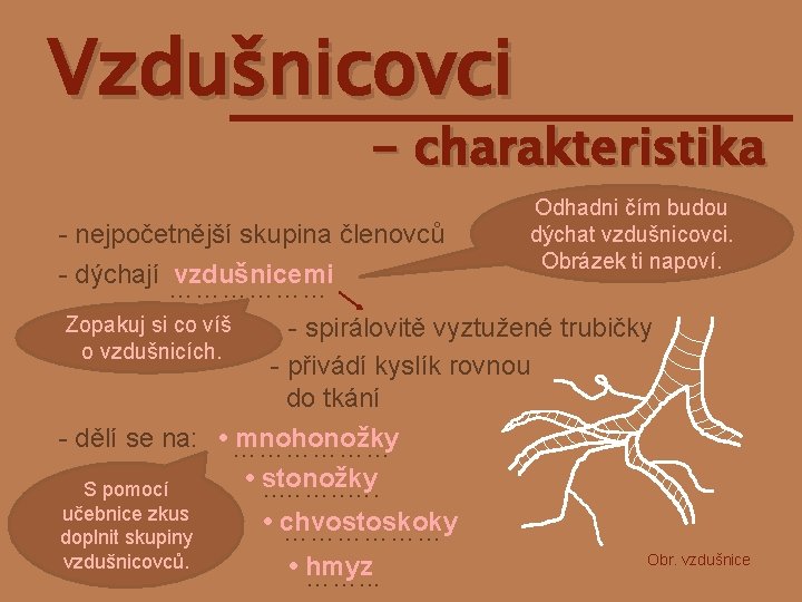 Vzdušnicovci - charakteristika - nejpočetnější skupina členovců Odhadni čím budou dýchat vzdušnicovci. Obrázek ti