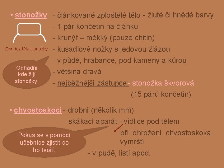  • stonožky - článkované zploštělé tělo - žluté či hnědé barvy - 1