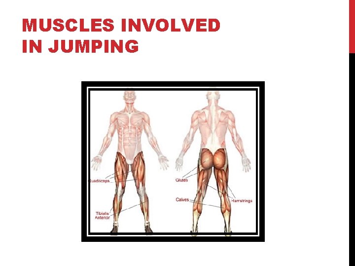 MUSCLES INVOLVED IN JUMPING 
