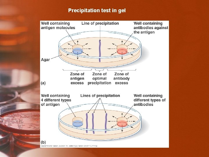 Precipitation test in gel Immune Testing [INSERT FIGURE 17. 7] 