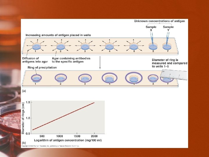 Immune Testing [INSERT FIGURE 17. 8] 