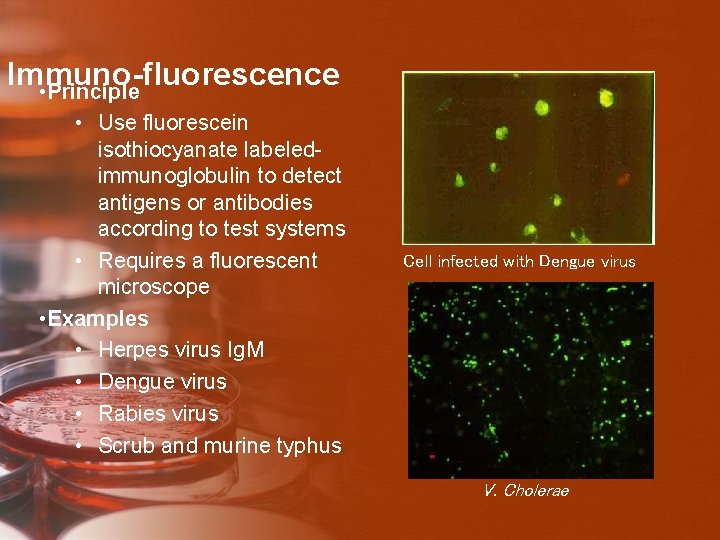 Labeling technique Immuno-fluorescence • Principle • Use fluorescein isothiocyanate labeledimmunoglobulin to detect antigens or