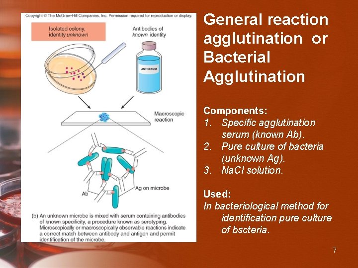 General reaction agglutination or Bacterial Agglutination Components: 1. Specific agglutination serum (known Ab). 2.