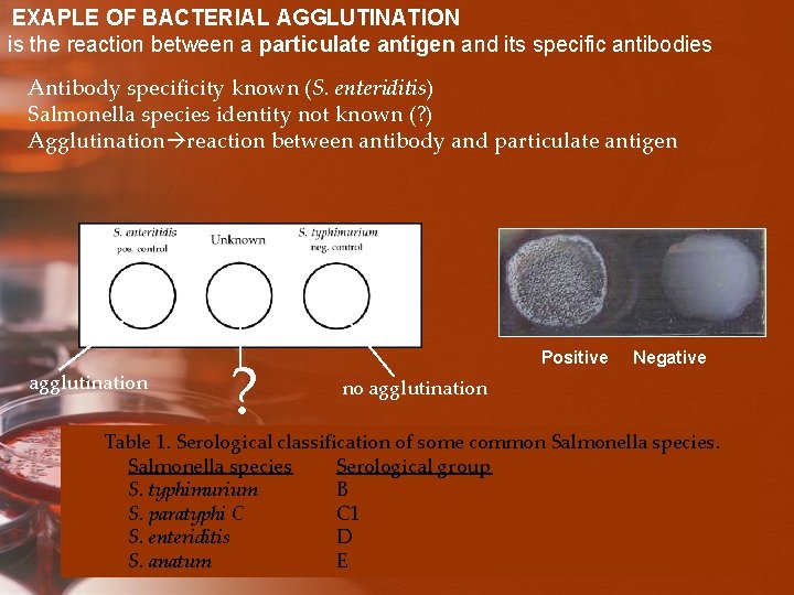 EXAPLE OF BACTERIAL AGGLUTINATION is the reaction between a particulate antigen and its specific