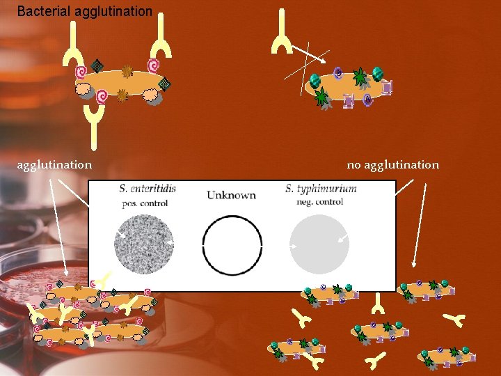  Bacterial agglutination no agglutination ? 