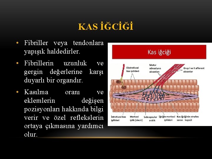 KAS İĞCİĞİ • Fibriller veya tendonlara yapışık haldedirler. • Fibrillerin uzunluk ve gergin değerlerine