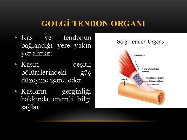 GOLGİ TENDON ORGANI • Kas ve tendonun bağlandığı yere yakın yer alırlar. • Kasın