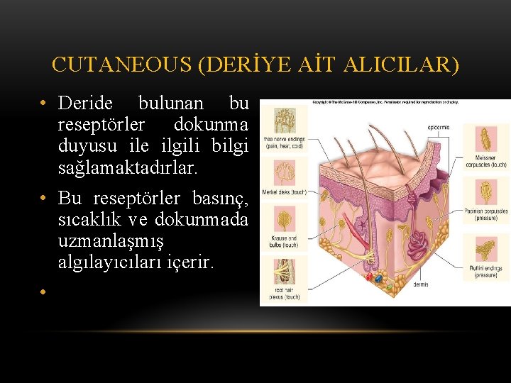 CUTANEOUS (DERİYE AİT ALICILAR) • Deride bulunan bu reseptörler dokunma duyusu ile ilgili bilgi