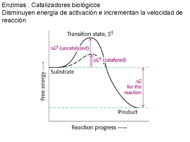 Enzimas : Catalizadores biológicos Disminuyen energía de activación e incrementan la velocidad de reacción