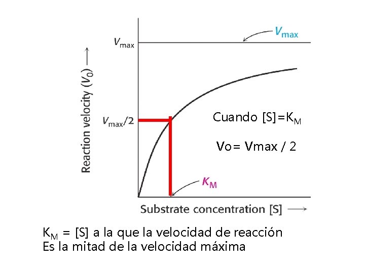 Cuando [S]=KM Vo= Vmax / 2 KM = [S] a la que la velocidad