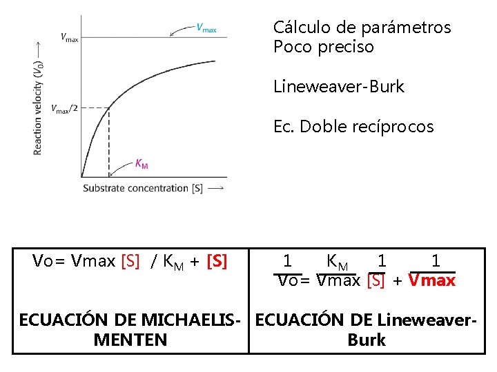 Cálculo de parámetros Poco preciso Lineweaver-Burk Ec. Doble recíprocos Vo= Vmax [S] / KM