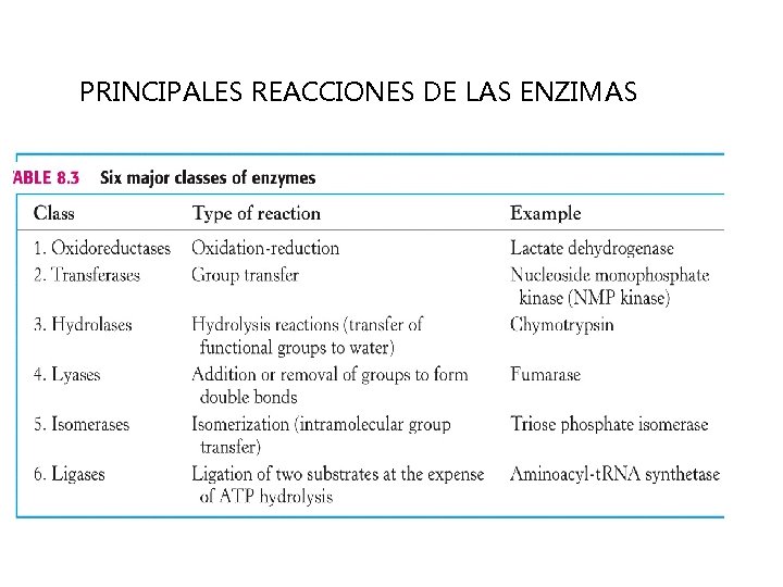 PRINCIPALES REACCIONES DE LAS ENZIMAS 