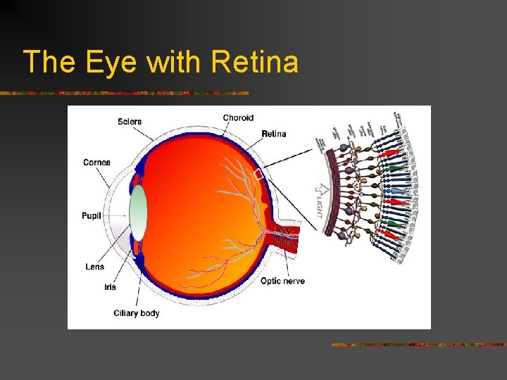 The Eye with Retina 