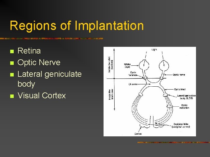 Regions of Implantation n n Retina Optic Nerve Lateral geniculate body Visual Cortex 