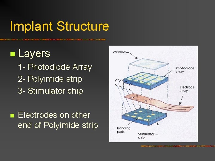 Implant Structure n Layers 1 - Photodiode Array 2 - Polyimide strip 3 -