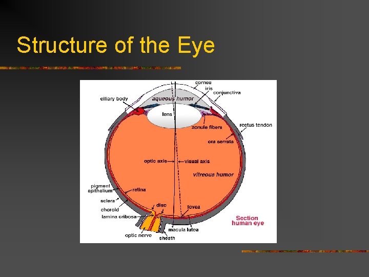 Structure of the Eye 