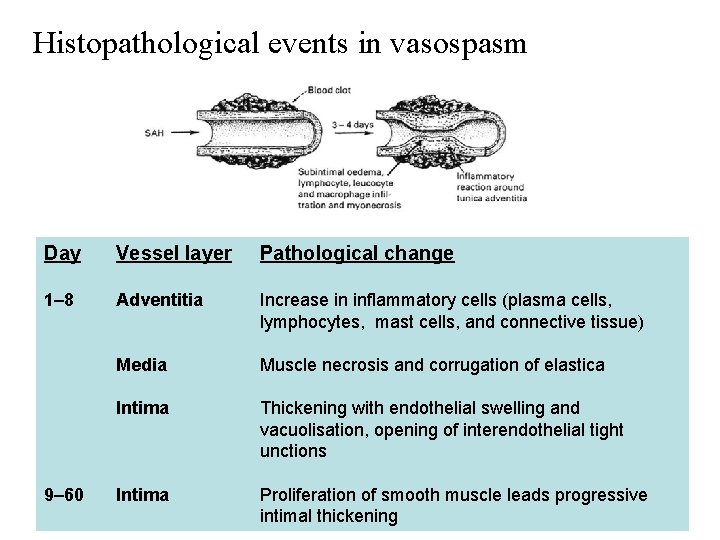 Histopathological events in vasospasm Day Vessel layer Pathological change 1– 8 Adventitia Increase in