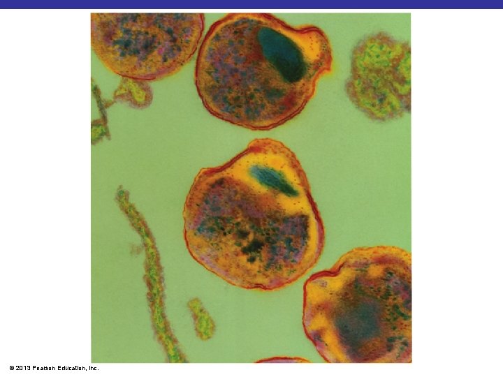 © 2013 Pearson Education, Inc. 