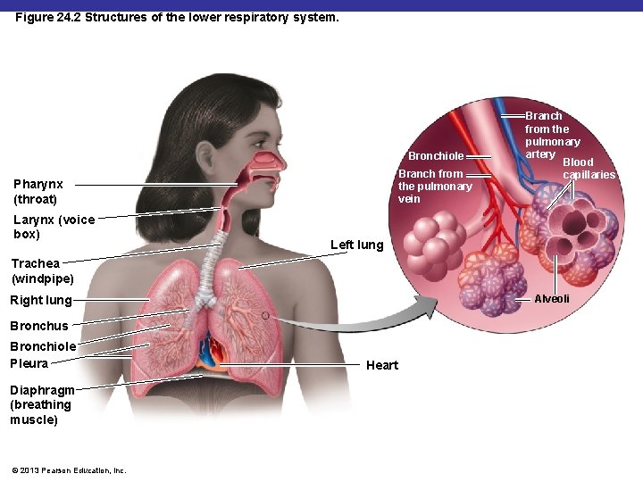 Figure 24. 2 Structures of the lower respiratory system. Bronchiole Branch from the pulmonary
