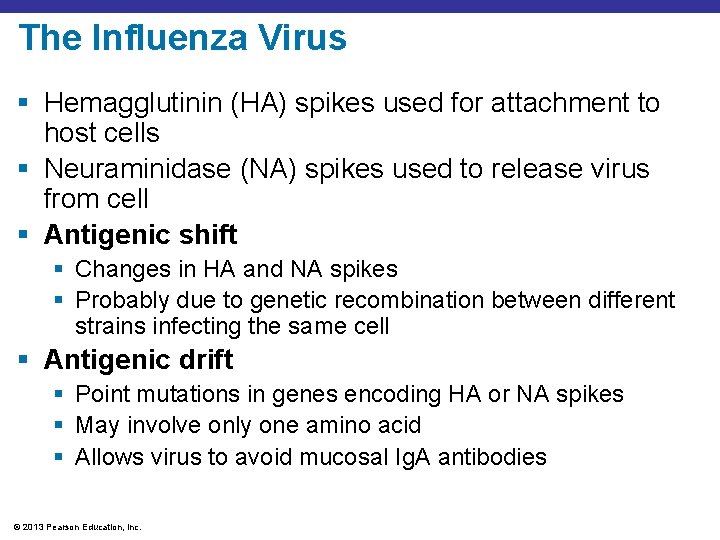 The Influenza Virus § Hemagglutinin (HA) spikes used for attachment to host cells §
