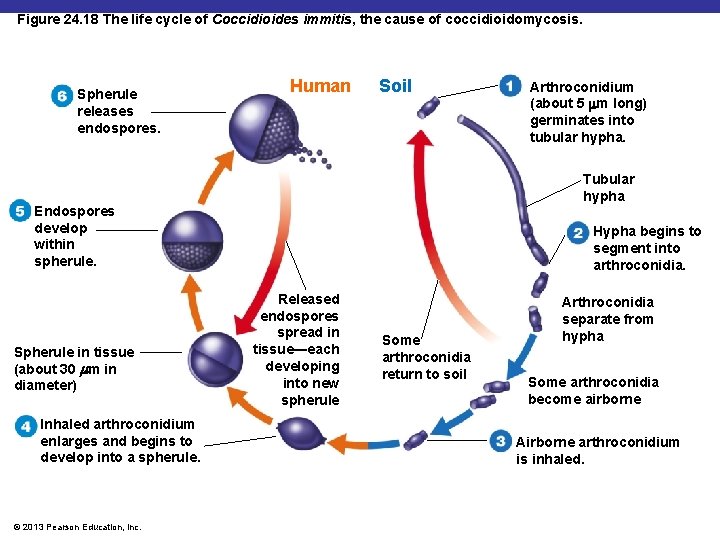 Figure 24. 18 The life cycle of Coccidioides immitis, the cause of coccidioidomycosis. Spherule