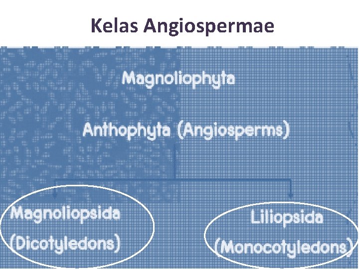 Kelas Angiospermae 