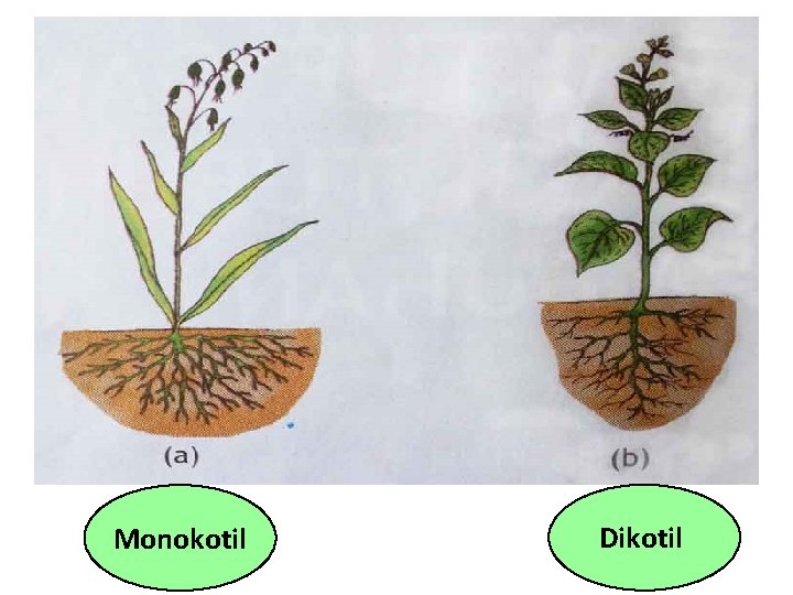 Monokotil Dikotil 
