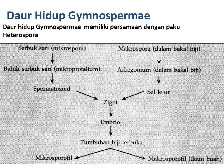 Daur Hidup Gymnospermae Daur hidup Gymnospermae memiliki persamaan dengan paku Heterospora 