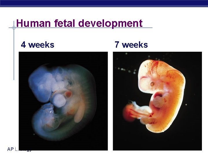 Human fetal development 4 weeks AP Biology 7 weeks 