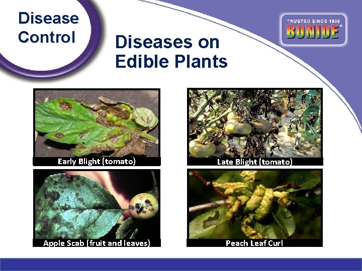 Disease Control Diseases on Edible Plants Early Blight (tomato) Late Blight (tomato) Apple Scab