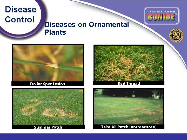Disease Control Diseases on Ornamental Plants Dollar Spot Lesion Red Thread Summer Patch Take