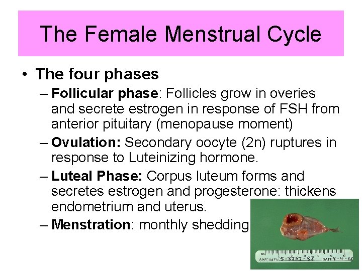 The Female Menstrual Cycle • The four phases – Follicular phase: Follicles grow in