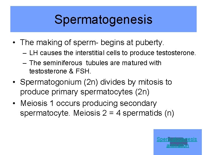 Spermatogenesis • The making of sperm- begins at puberty. – LH causes the interstitial