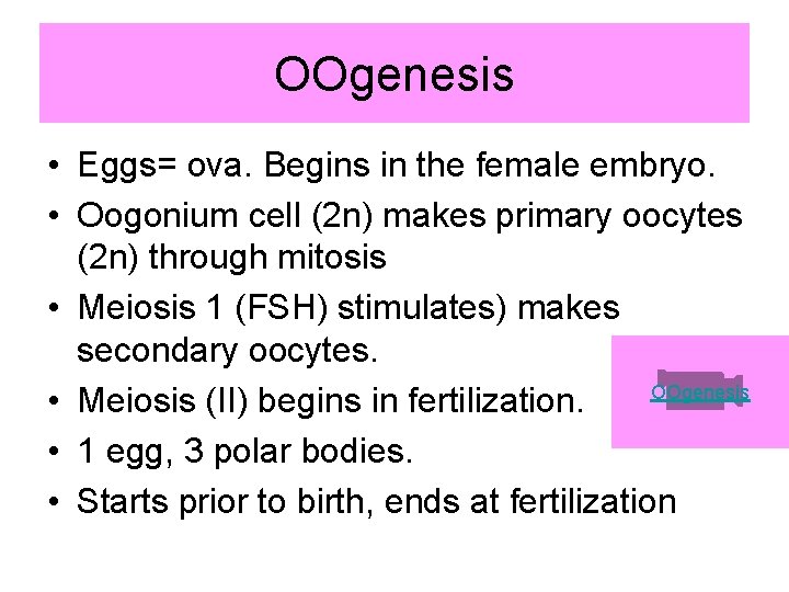 OOgenesis • Eggs= ova. Begins in the female embryo. • Oogonium cell (2 n)