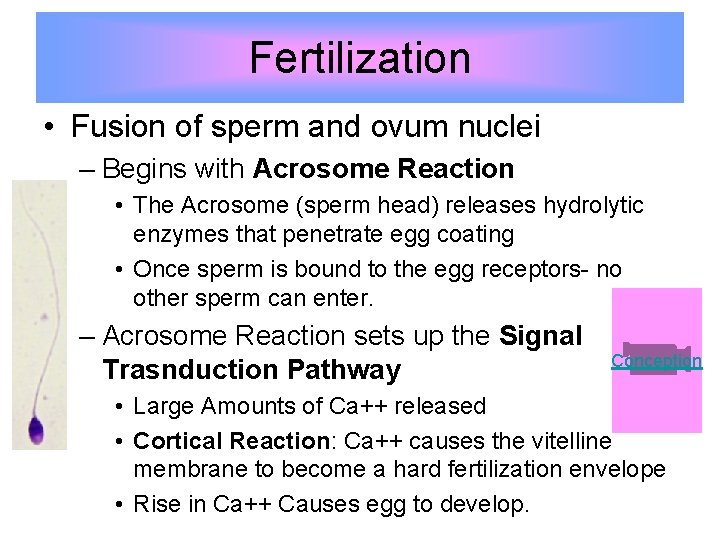 Fertilization • Fusion of sperm and ovum nuclei – Begins with Acrosome Reaction •