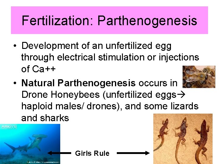 Fertilization: Parthenogenesis • Development of an unfertilized egg through electrical stimulation or injections of