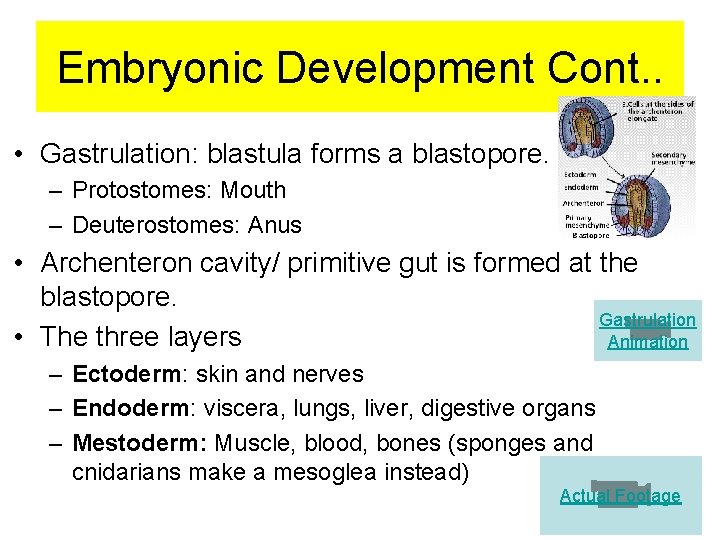 Embryonic Development Cont. . • Gastrulation: blastula forms a blastopore. – Protostomes: Mouth –
